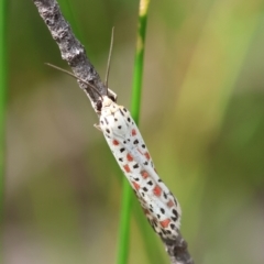 Utetheisa pulchelloides (Heliotrope Moth) at Moruya, NSW - 3 Mar 2024 by LisaH
