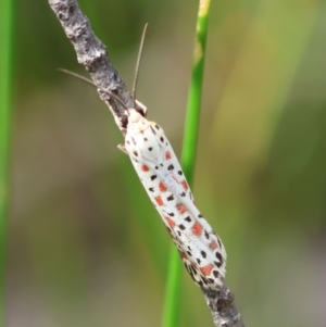 Utetheisa pulchelloides at Moruya, NSW - 3 Mar 2024