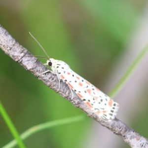 Utetheisa pulchelloides at Moruya, NSW - suppressed