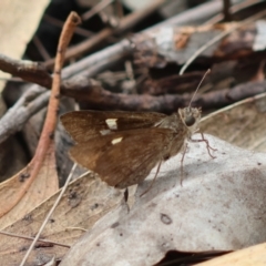 Mesodina halyzia (Eastern Iris-skipper) at Broulee Moruya Nature Observation Area - 3 Mar 2024 by LisaH