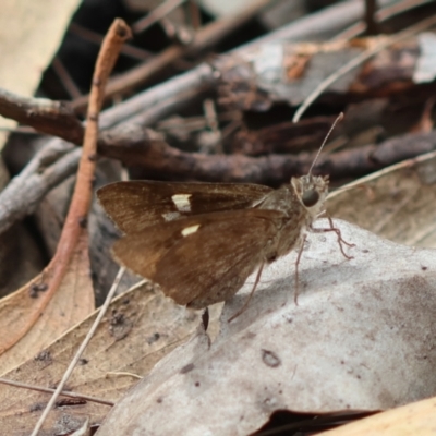 Mesodina halyzia (Eastern Iris-skipper) at Broulee Moruya Nature Observation Area - 3 Mar 2024 by LisaH