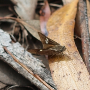 Mesodina halyzia at Moruya, NSW - 3 Mar 2024