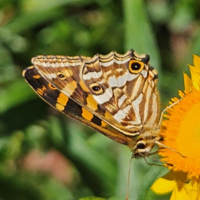 Oreixenica kershawi (Striped Xenica) at Harolds Cross, NSW - 3 Mar 2024 by MatthewFrawley