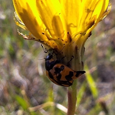 Coccinella transversalis (Transverse Ladybird) at Harrison, ACT - 28 Feb 2024 by JenniM