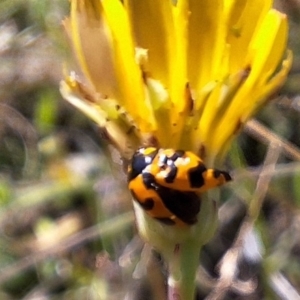 Coccinella transversalis at Franklin Grassland (FRA_5) - 28 Feb 2024