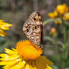 Oreixenica lathoniella at QPRC LGA - 3 Mar 2024