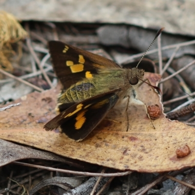 Trapezites phigalioides at Moruya, NSW - 3 Mar 2024 by LisaH