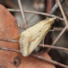 Achyra massalis (Ombava) at Broulee Moruya Nature Observation Area - 3 Mar 2024 by LisaH