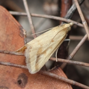 Achyra massalis at Moruya, NSW - suppressed