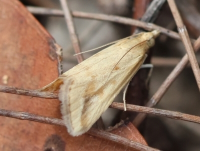 Achyra massalis (Ombava) at Moruya, NSW - 3 Mar 2024 by LisaH