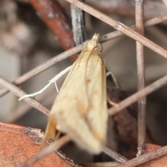 Achyra massalis at Moruya, NSW - 3 Mar 2024