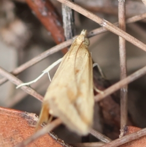 Achyra massalis at Moruya, NSW - suppressed