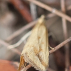 Achyra massalis at Moruya, NSW - suppressed