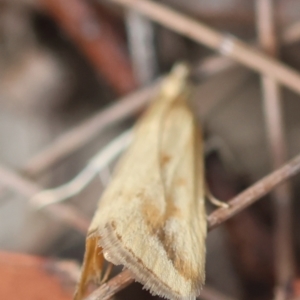 Achyra massalis at Moruya, NSW - suppressed