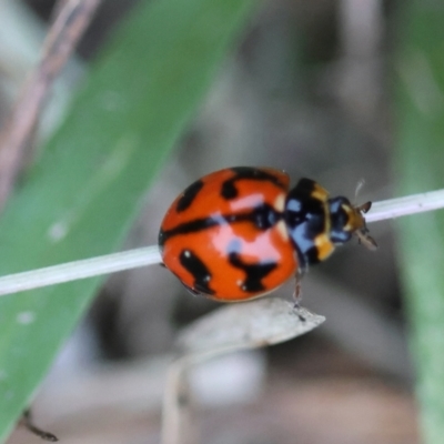 Coccinella transversalis (Transverse Ladybird) at Moruya, NSW - 3 Mar 2024 by LisaH