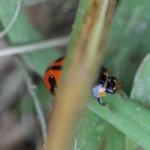 Coccinella transversalis at Moruya, NSW - 3 Mar 2024