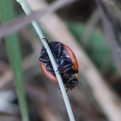 Coccinella transversalis at Moruya, NSW - suppressed