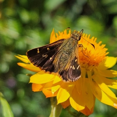 Dispar compacta (Barred Skipper) at Harolds Cross, NSW - 3 Mar 2024 by MatthewFrawley