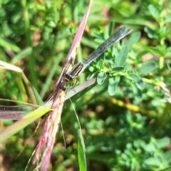 Ischnura heterosticta (Common Bluetail Damselfly) at Franklin Grassland (FRA_5) - 28 Feb 2024 by JenniM