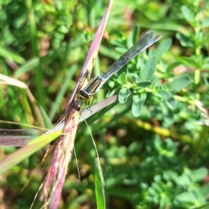 Ischnura heterosticta at Undefined Area - 28 Feb 2024 11:21 AM