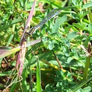 Ischnura heterosticta at Franklin Grassland (FRA_5) - 28 Feb 2024 11:21 AM