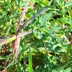 Ischnura heterosticta at Franklin Grassland (FRA_5) - 28 Feb 2024