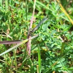 Ischnura heterosticta at Franklin Grassland (FRA_5) - 28 Feb 2024 11:21 AM