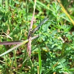 Ischnura heterosticta at Franklin Grassland (FRA_5) - 28 Feb 2024