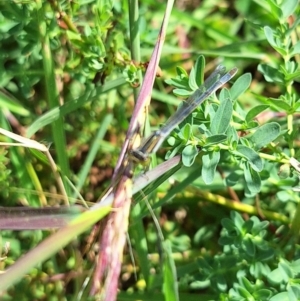 Ischnura heterosticta at Franklin Grassland (FRA_5) - 28 Feb 2024 11:21 AM