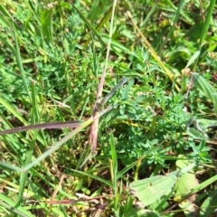 Ischnura heterosticta at Franklin Grassland (FRA_5) - 28 Feb 2024 11:21 AM