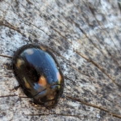 Paropsisterna octosignata (Eucalyptus leaf beetle) at Watson Green Space - 3 Mar 2024 by AniseStar