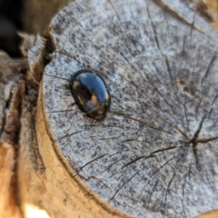 Paropsisterna octosignata at Watson Green Space - 3 Mar 2024