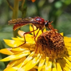 Unidentified Robber fly (Asilidae) at QPRC LGA - 3 Mar 2024 by MatthewFrawley