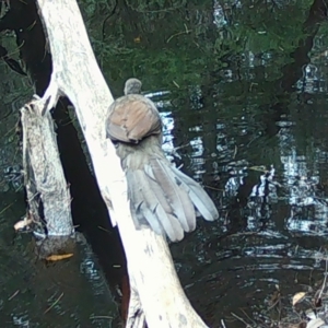 Menura novaehollandiae at Moruya, NSW - suppressed