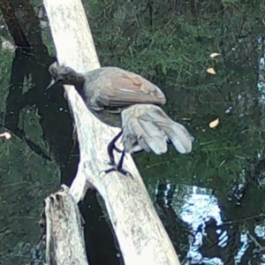 Menura novaehollandiae at Moruya, NSW - 29 Feb 2024