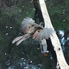 Menura novaehollandiae at Moruya, NSW - 29 Feb 2024