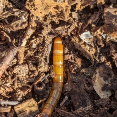 Tenebrionidae (family) (Darkling beetle) at Watson Green Space - 3 Mar 2024 by AniseStar