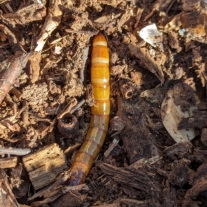 Tenebrionidae (family) at Watson Green Space - 3 Mar 2024