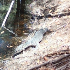 Varanus varius (Lace Monitor) at Moruya, NSW - 22 Feb 2024 by LisaH