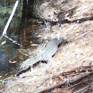 Varanus varius at Moruya, NSW - 22 Feb 2024