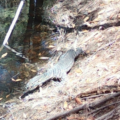 Varanus varius (Lace Monitor) at Broulee Moruya Nature Observation Area - 22 Feb 2024 by LisaH