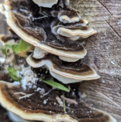 Unidentified Pored or somewhat maze-like on underside [bracket polypores] at Watson, ACT - 2 Mar 2024 by AniseStar