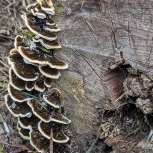 Trametes versicolor at Watson, ACT - 2 Mar 2024