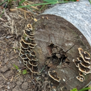 Trametes versicolor at Watson, ACT - 2 Mar 2024