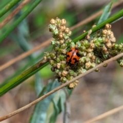 Coccinella transversalis (Transverse Ladybird) at Watson, ACT - 2 Mar 2024 by AniseStar