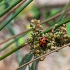 Coccinella transversalis at Watson, ACT - 2 Mar 2024