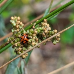 Coccinella transversalis at Watson, ACT - 2 Mar 2024