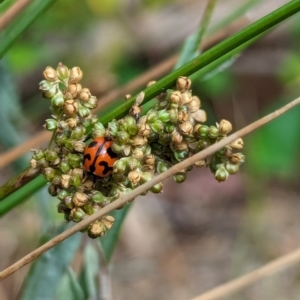 Coccinella transversalis at Watson, ACT - 2 Mar 2024