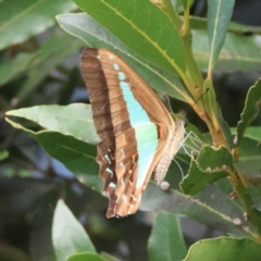 Graphium choredon (Blue Triangle) at Broulee Moruya Nature Observation Area - 3 Mar 2024 by LisaH