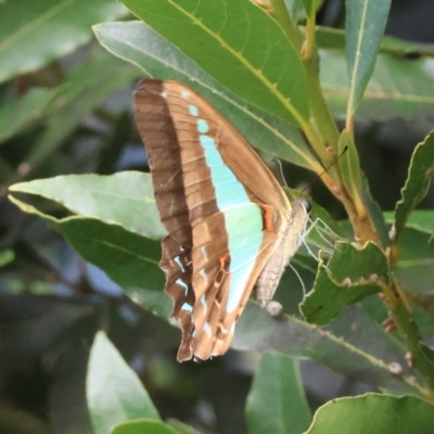 Graphium choredon (Blue Triangle) at Broulee Moruya Nature Observation Area - 3 Mar 2024 by LisaH